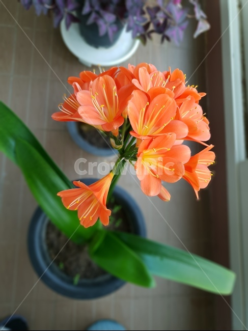 꽃,봄,화분,집,spring,flower,베란다,화사함,식물,자연,plants,nature,꽃,flower,실내용화초,화분,화초,house plant,인테리어,실내디자인,interior design