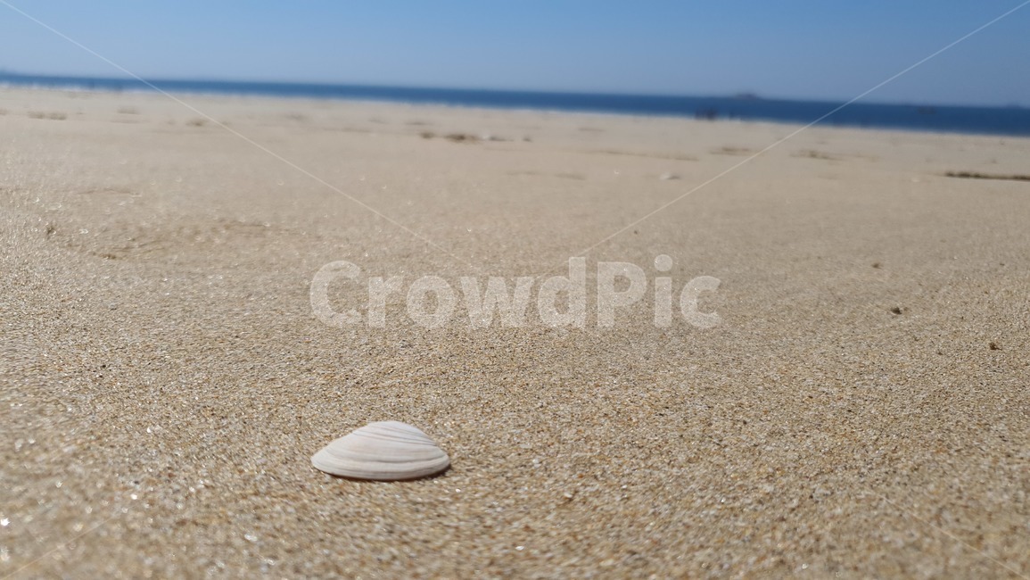 조개,해변,모래사장,바닷가,시원,해변,바다,beach,sea