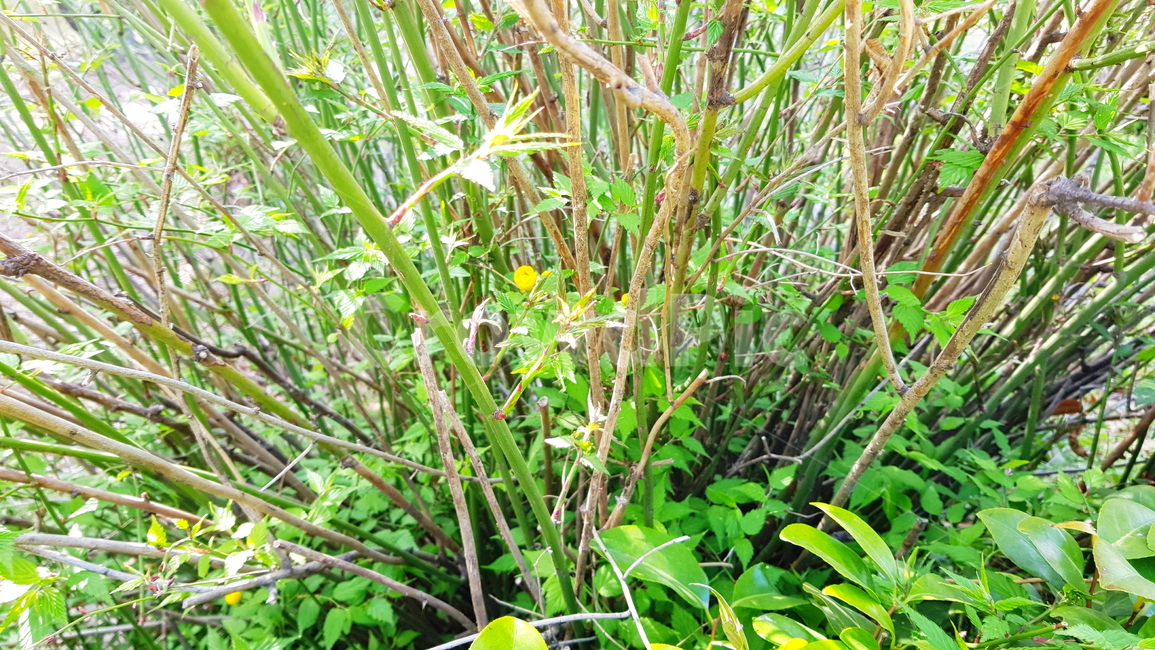 잡초,들풀,풀,풀꽃,풀뿌리,식물,자연,plants,nature