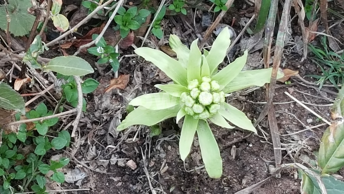 자연,식물,연두색,머위꽃,채소,식물,자연,plants,nature