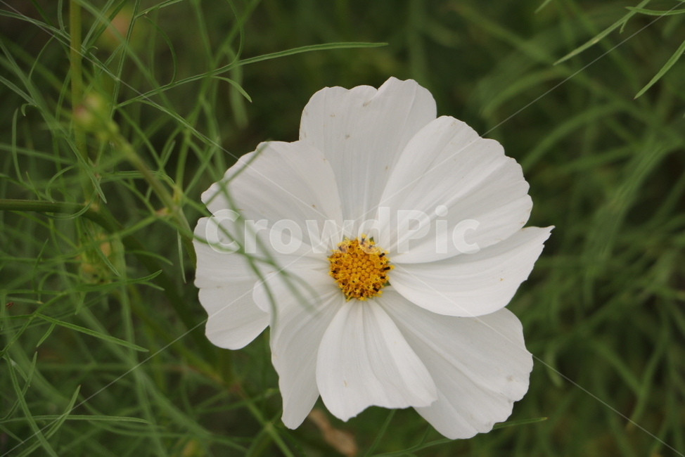 plant,식물,꽃,여행사진,자연,풍경,식물,자연,plants,nature,꽃,flower