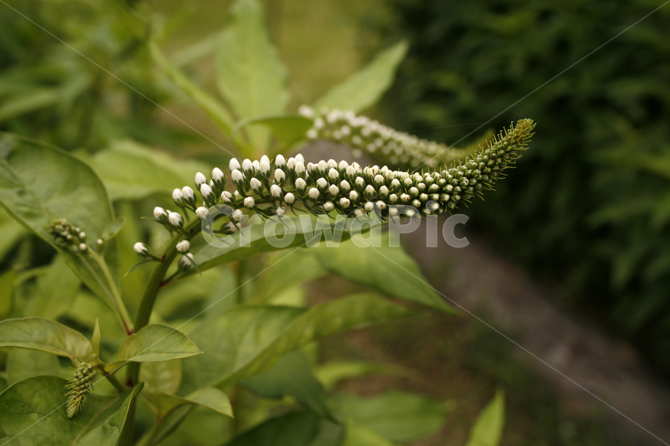 까치수염,식물,flower,plants,nature,꽃,꽃봉오리,꽃밭,식물,자연,plants,nature,꽃,flower