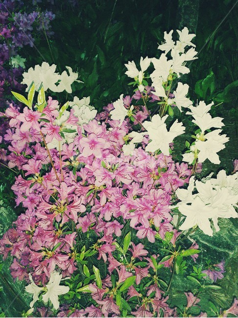 꽃,철쭉,공원,자연,풍경,식물,식물,자연,plants,nature,꽃,flower