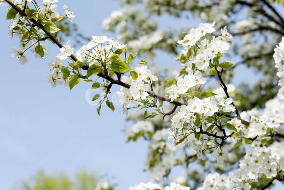 봄,벚꽃,봄닐,꽃놀이,매화,나무,plant,식물,blossom,flower,꽃,season,핑크,파란,하늘,식물,자연,plants,nature,꽃,flower