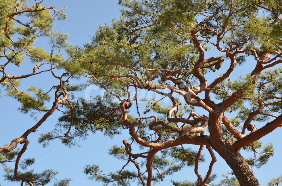 소나무,나무,솔방울,솔나무,가을,tree,식물,자연,plants,nature,나무,trees,wood