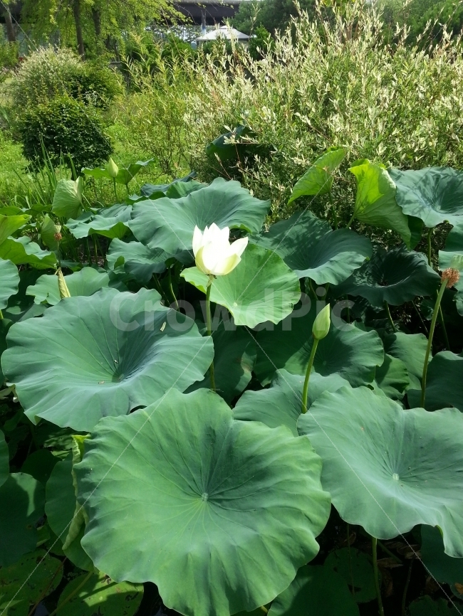 연꽃,연잎,봉우리,세미원,초록색,식물,자연,plants,nature,꽃,flower