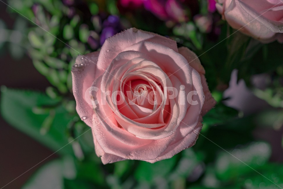 장미,분홍,빨강,꽃,로즈,식물,자연,plants,nature,꽃,flower,색깔,색상,색채,색감,color sense,color sensitivity,feeling of color