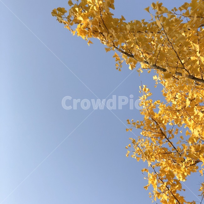 하늘,은행잎,은행나무,푸른,autumn,fall,가을,계절,fall,autumn,season,자연,풍경,nature,landscape,plant,식물,leaf,잎,tree,나무