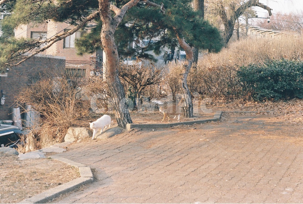 길고양이,흰고양이,치즈고양이,짝꿍,공원,공원길고양이,고양이,동물,animal,포유류,mammal,고양이,cat,kitten,kitty