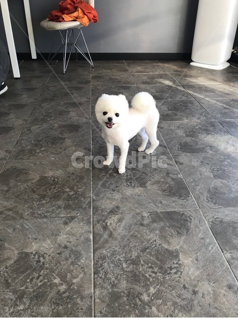 강아지,dog,pet,애완견,포메라니안,포메,화이트포메라니안,화이트포메,동물,animal,포유류,mammal,개,강아지,dog,doggy