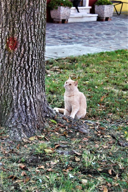 plant,식물,고양이,자연,나무,동물,animal,포유류,mammal,고양이,cat,kitten,kitty