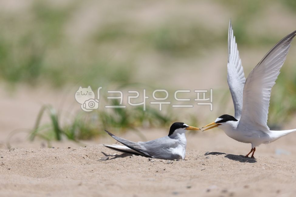 bird,animal,Seagull,Little tern catfish