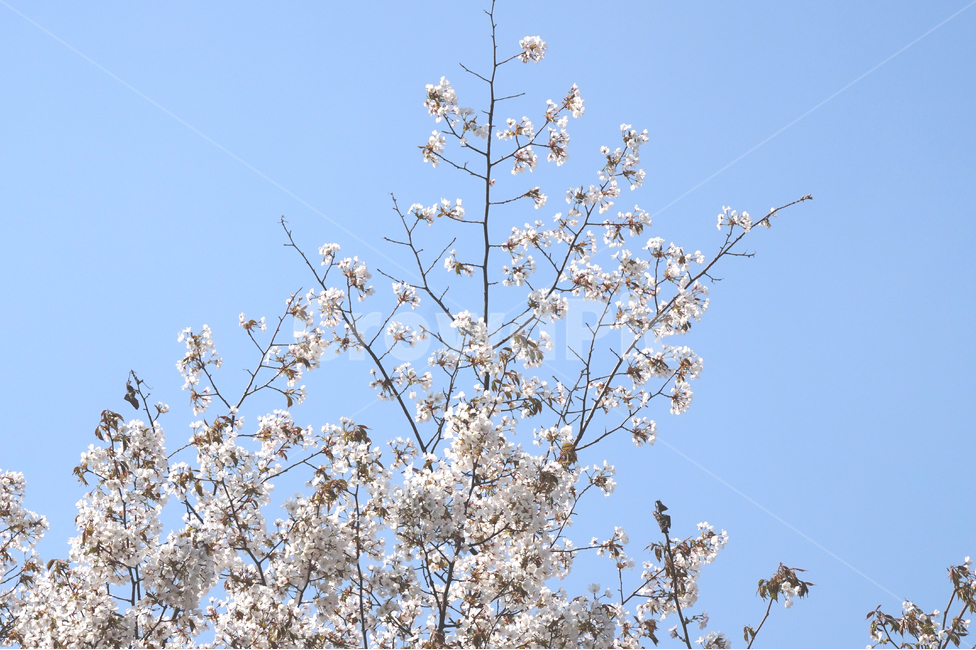 벚꽃,꽃,봄,식물,자연,계절,식물,자연,plants,nature,꽃,flower