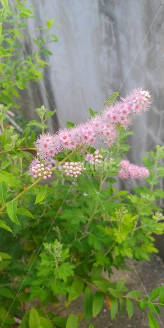 꽃,식물,꽃잎,분홍꽃,핑크꽃,flower,자연,정원,들꽃