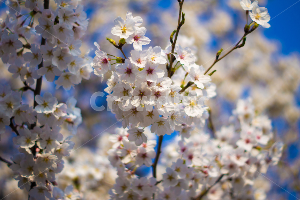 벚꽃,봄,핑크,꽃,식물,나무,벚꽃나무,꽃놀이,계절,season,wood,plant,nature,자연,landscape,flower,flowers,pink,spring,blossom,sherryblossom,봄,계절,spring,season,식물,자연,plants,nature,꽃,flower
