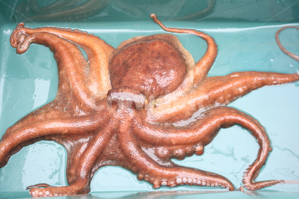 문어,food,음식,seafood,해물,동물,octopus,동물,animal