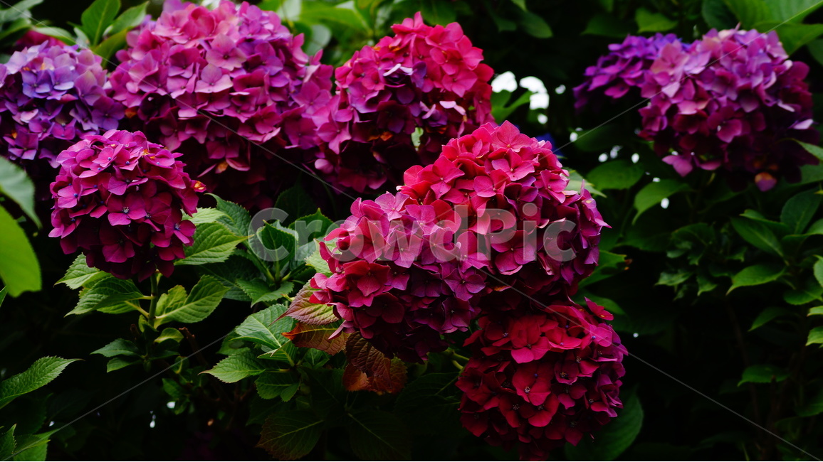 수국,꽃,꽃사진,식물,수국꽃,식물,자연,plants,nature,꽃,flower