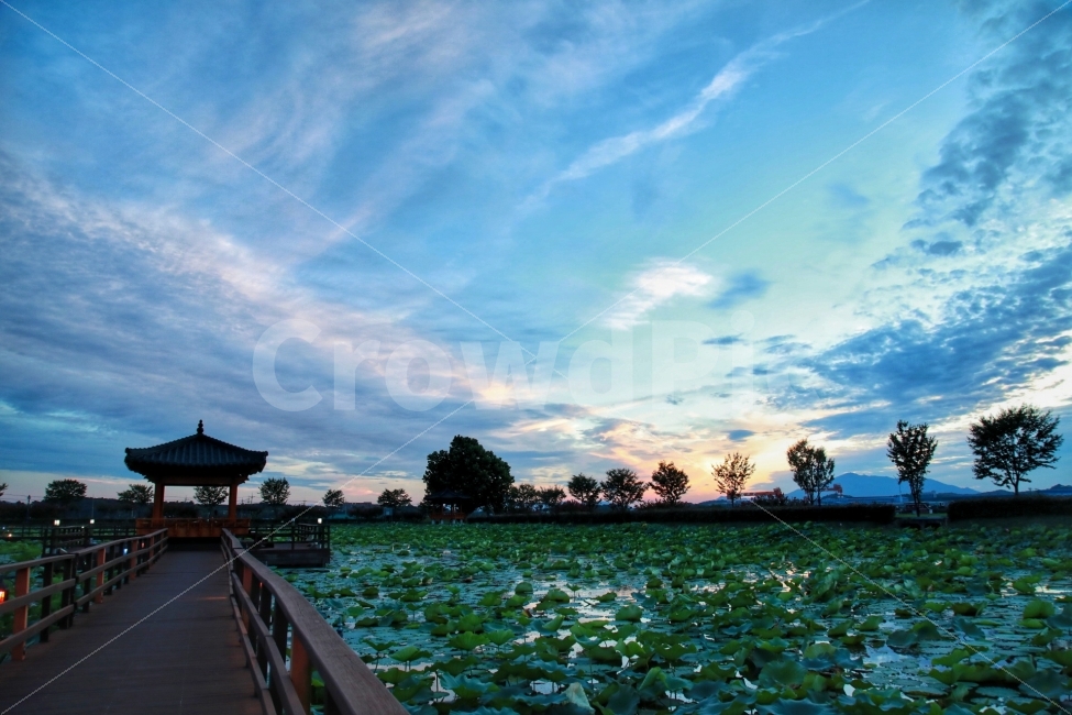공원,풍경,야경,감성,사천,연꽃,자연,풍경,nature,landscape,한국전통,한국문화,korean traditional,korean culture