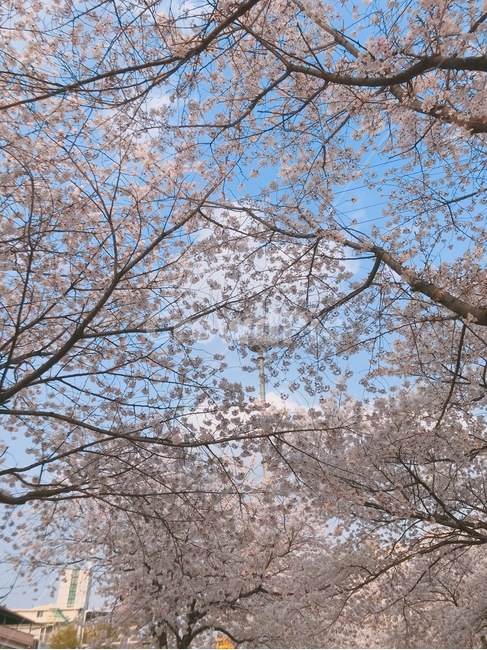 벚꽃,봄,하늘,꽃,나무,꽃나무,아날로그,파리,필름,봄,계절,spring,season,plant,식물,tree