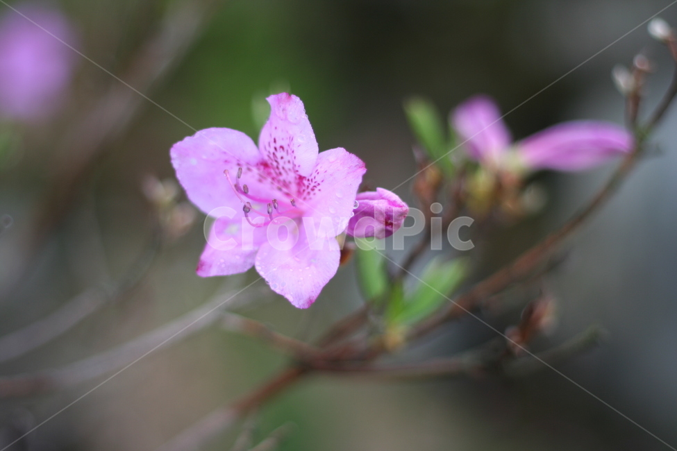 봄,비,봄비,철쭉,사랑의기쁨,봄,계절,spring,season,식물,자연,plants,nature,꽃,flower,geranium,제라늄,blossom,plant