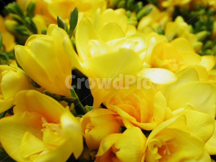 꽃,식물,바탕화면,배경,자연,화사한,클로즈업,flower,식물,자연,plants,nature,꽃,flower