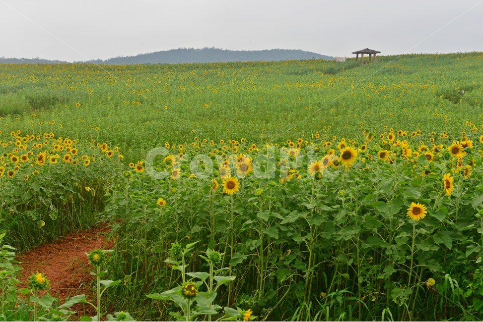 field,들,outdoors,옥외,nature,자연,rural,농촌,farm,농장,고창,학원농장,해바라기,해바라기밭,해바라기꽃,농업,농사,경작,농경