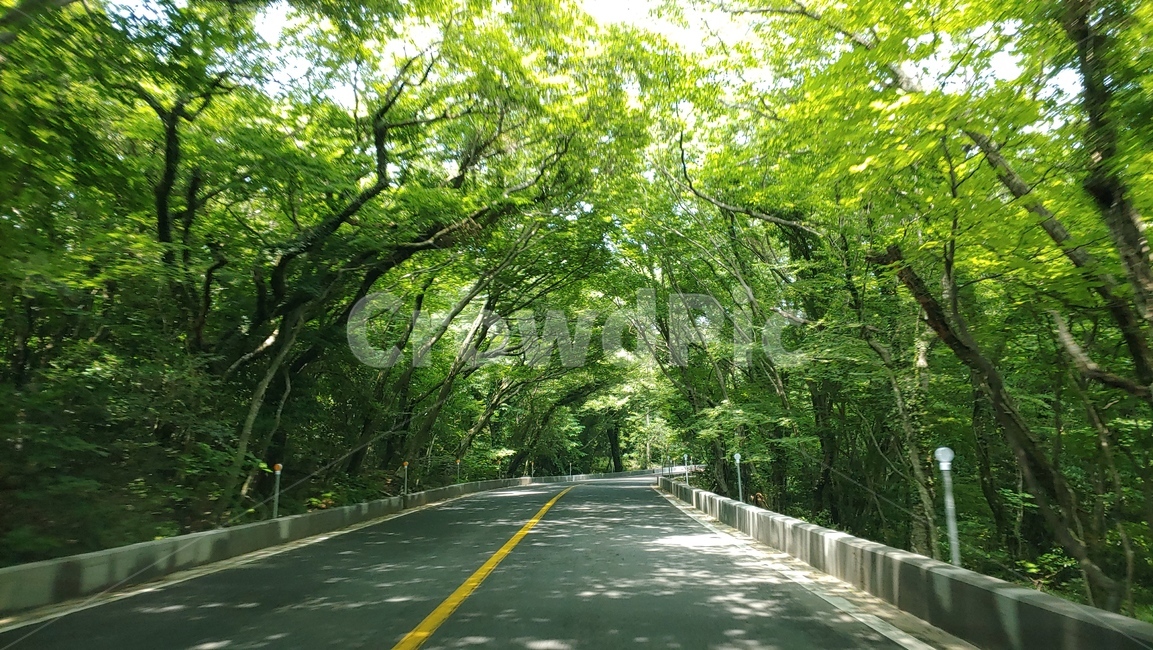 숲터널,드라이브,제주도516도로,우거진나무,foresttunnel