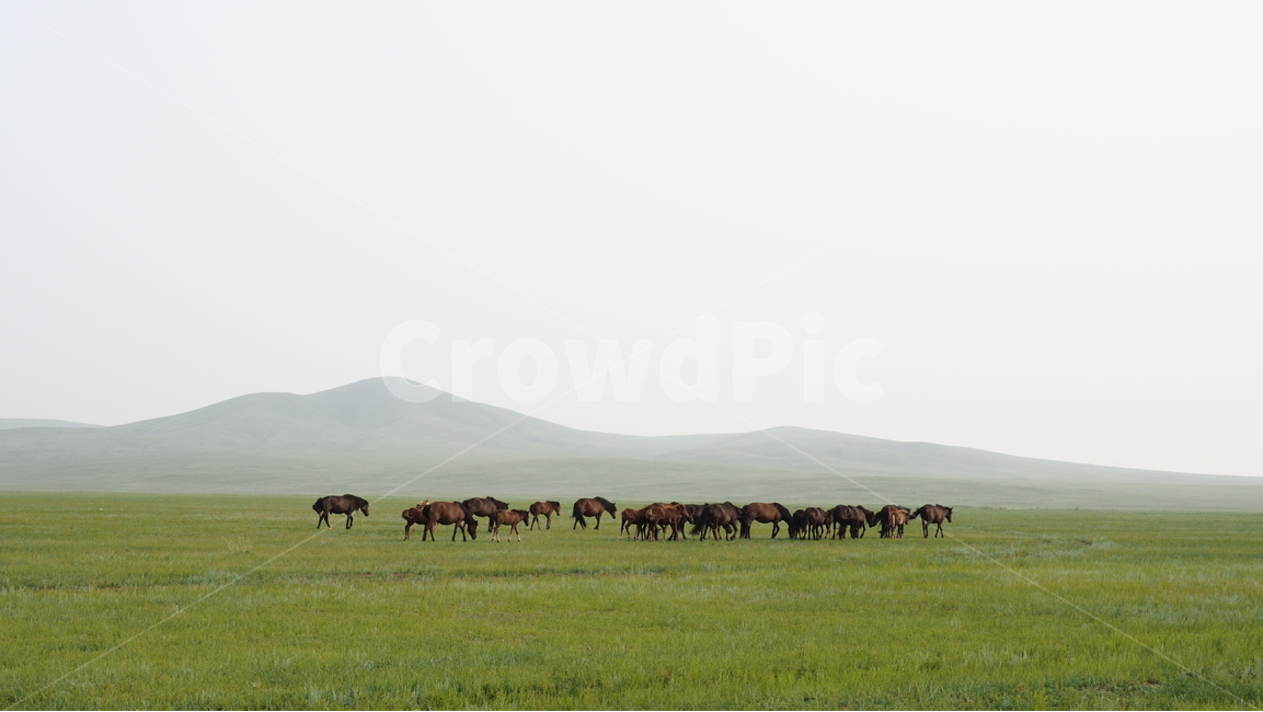 초원,배경,말,자연,풍경,자연,풍경,nature,landscape,field,들,grassland,목초지,outdoors,옥외,cattle,가축,cow,소,animal,동물,mammal,포유류,farm,농장,rural,농촌