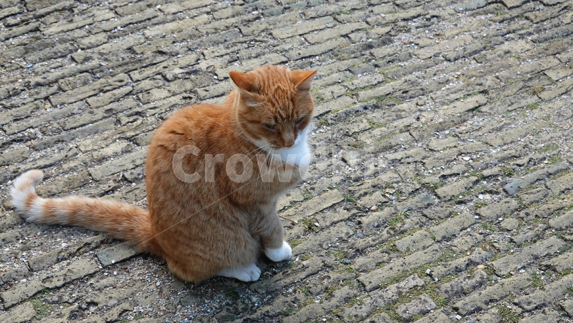 고양이,cat,동물,animal,귀여운,cute,동물,animal,포유류,mammal,고양이,cat,kitten,kitty