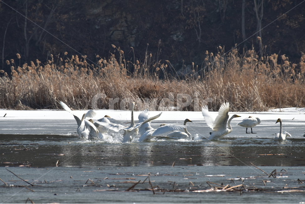 고니,tundraswan,겨울철새,보호새,야생조류,백조,swan,대형물새,오리과,천아,큰고니,동물,animal,조류,새,birds