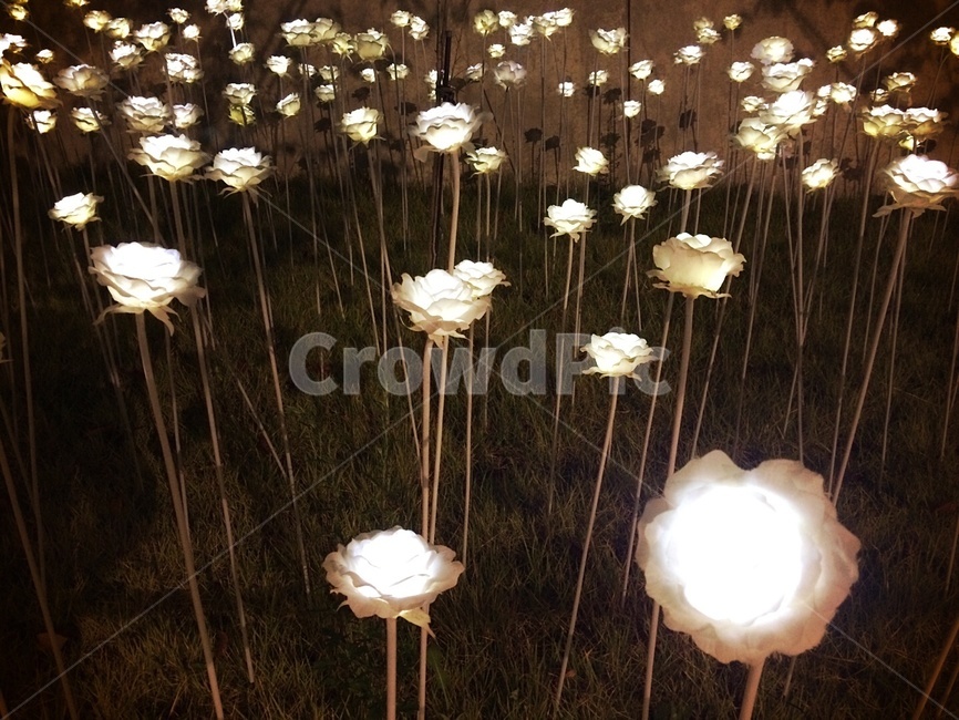 led,전구,꽃,장미,하얀,빛