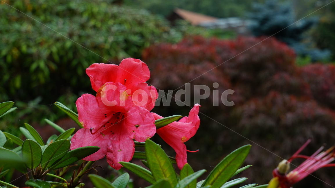 nature,flower,plant,꽃,자연,식물,식물,자연,plants,nature,꽃,flower