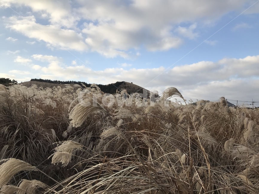 식물,갈대,억새,산,reed