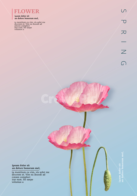 꽃,양귀비,봄꽃,표지,전단지,브로슈어,카달로그,봄,계절,spring,season,식물,자연,plants,nature,꽃,flower,그래픽,일러스트레이션,graphic,illustration,plant