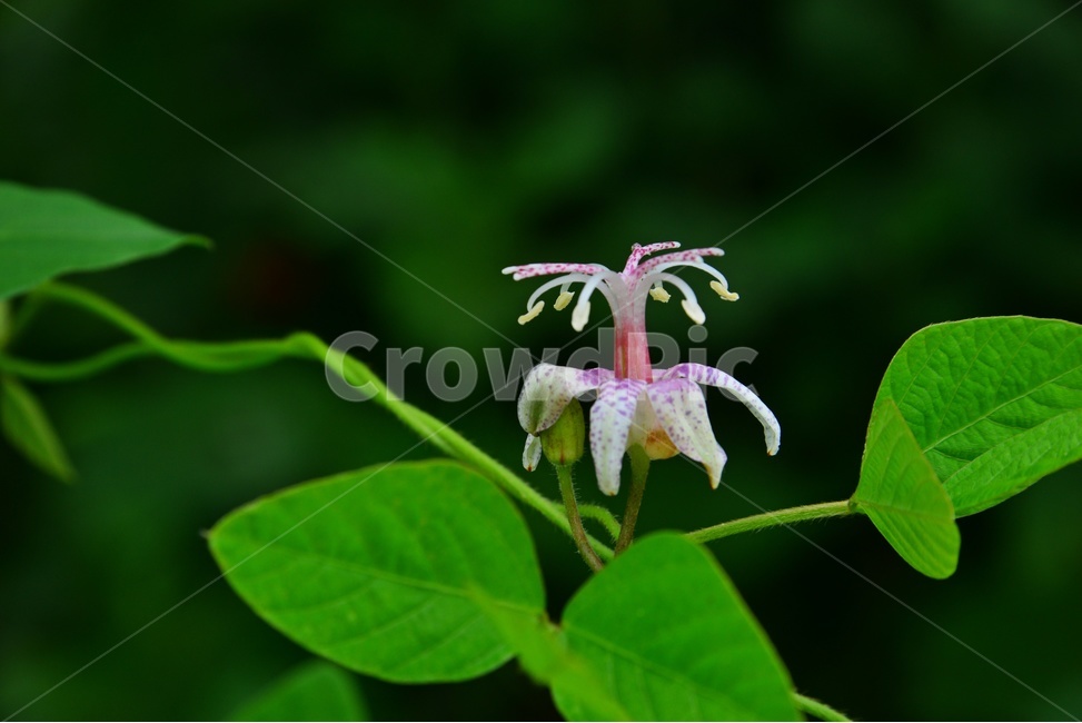 plant,식물,blossom,flower,꽃,야생화,뻐꾹나리꽃,뻐꾹나리,흰뻐꾹나리