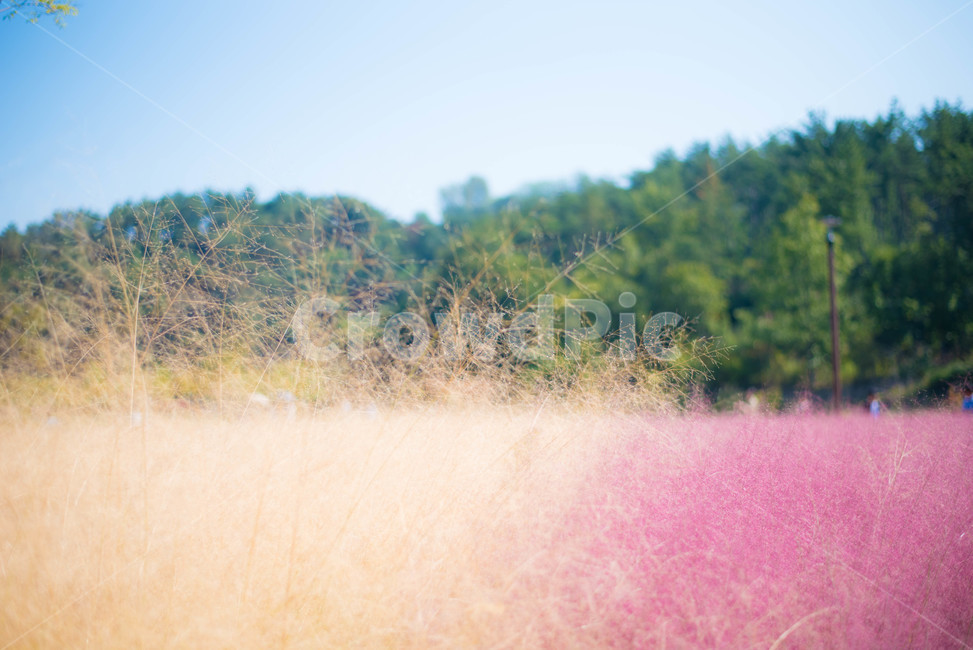 핑크뮬리,꽃,분홍꽃,갈대,핑크갈대,가을,계절,fall,autumn,season,자연,풍경,nature,landscape