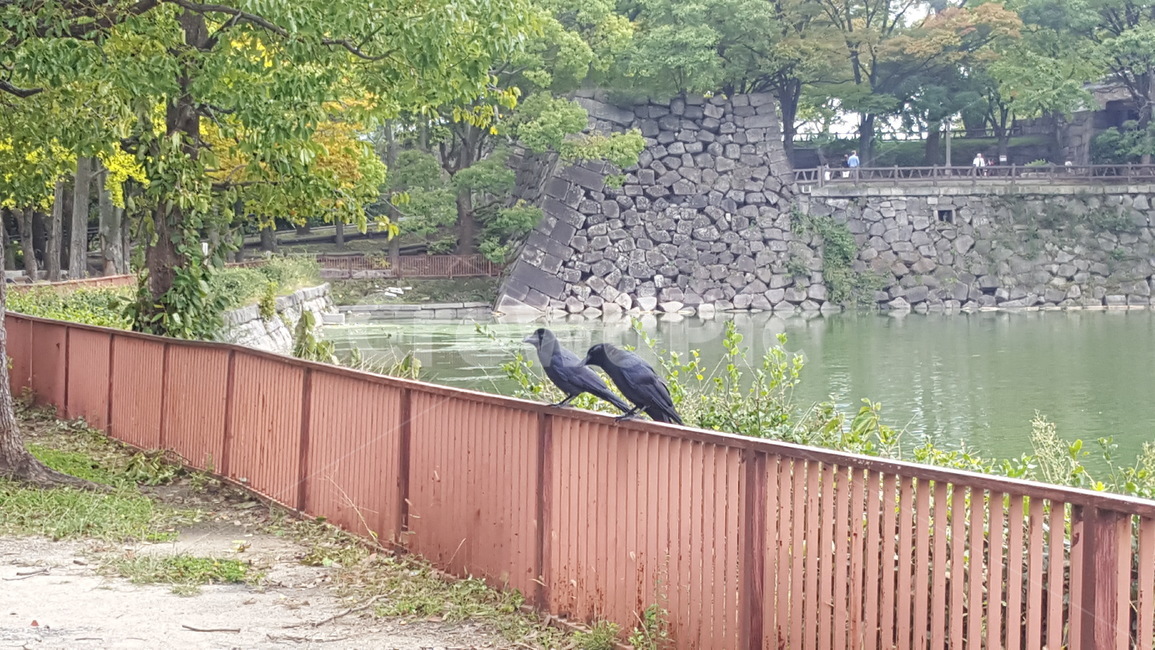 까마귀,산책,커플,일본산책,일본