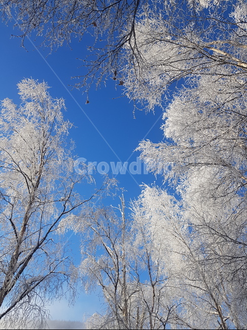 ice,nature,tree,snowflakes,눈,나무,알래스카