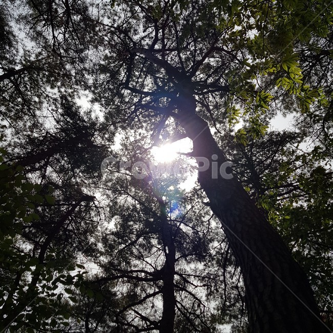 light,빛,flare,플레어,plant,tree,나무,식물