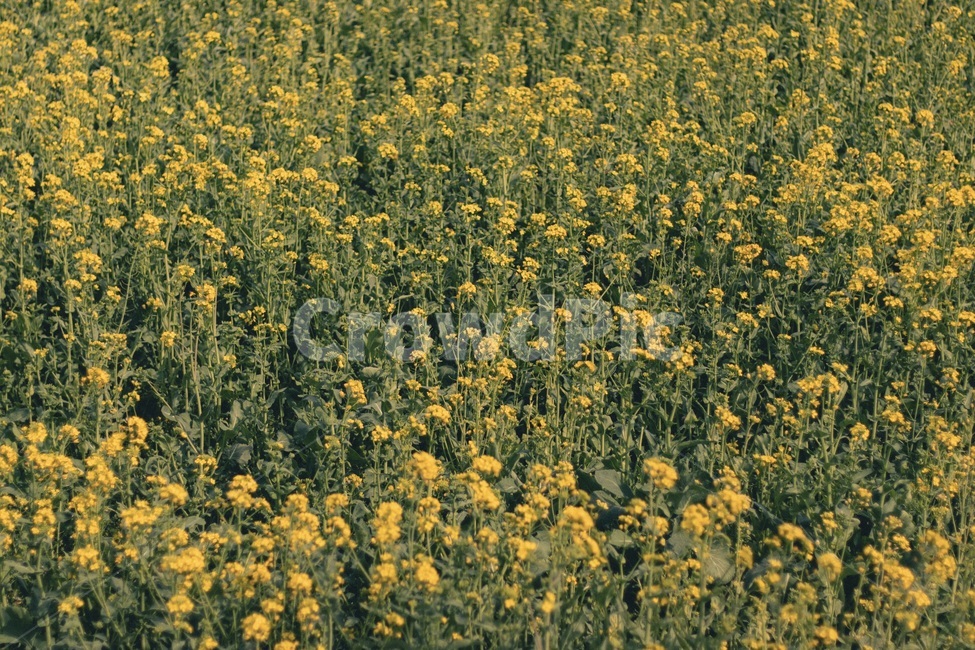 유채꽃,봄,노랑,꽃,한지방,농촌,옥외,농장,자연,유채꽃축제,outdoors,field,meadow,rural,4월달,3월달,봄,계절,spring,season