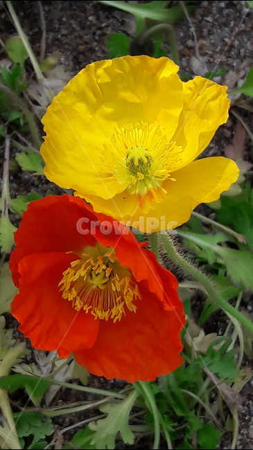 일산호수공원,개양귀비꽃,약한사랑,빨강,노랑,식물,자연,plants,nature,꽃,flower
