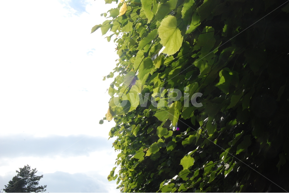 초목,식물,옥외,부시,플레어,햇빛,빛,나무,잎,식물,자연,plants,nature