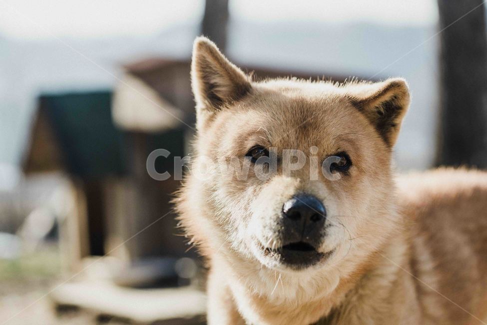 강아지,애완견,반려동물,진돗개,개,동물,animal,포유류,mammal,개,강아지,dog,doggy