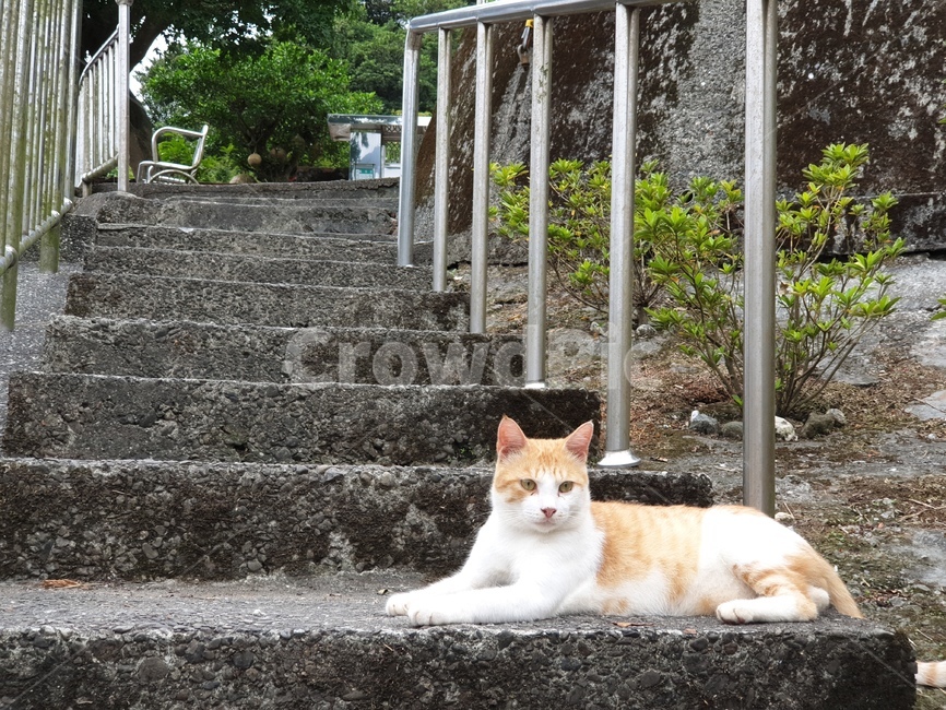 고양이,고양이마을,대만,계단,동물,animal,taipei,cat,kitty,치즈,대비,길냥이,길고양이,streetcat,포유류,mammal,kitten,정자세,동물,animal,포유류,mammal,고양이,cat,kitten,kitty