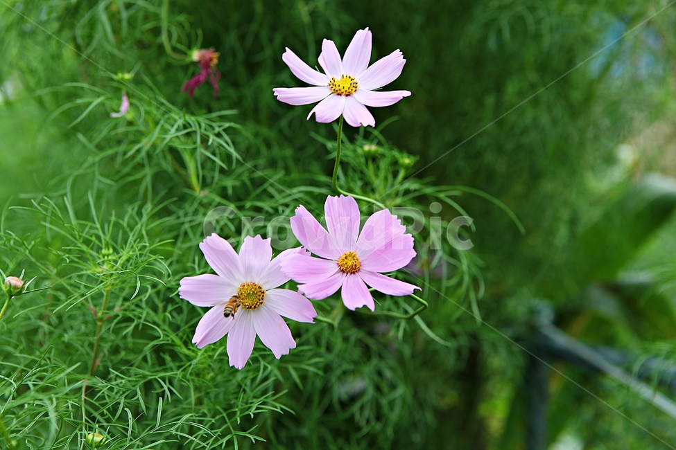 코스모스,꽃,꽃잎,잎,식물,자연,가을,계절,fall,autumn,season,식물,자연,plants,nature,꽃,flower,plant,blossom,geranium,제라늄