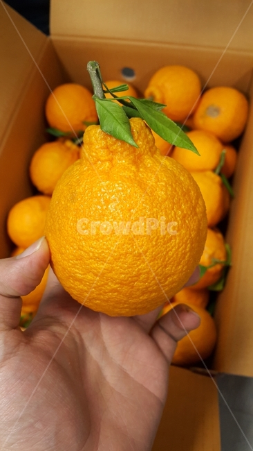 한라봉,오렌지,귤,과일,과일사진,접사,제주도,음식,식재료,요리,food,cook,meal,dishes,food reserves,과일,열매,fruit