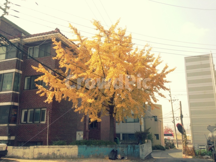 plant,식물,tree,나무,maple,단풍,은행나무,노란색,동네,골목,감성