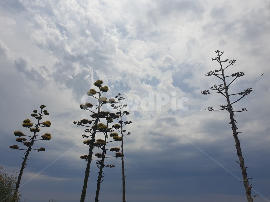 자연,나무,tree,sky,nature,식물,자연,plants,nature