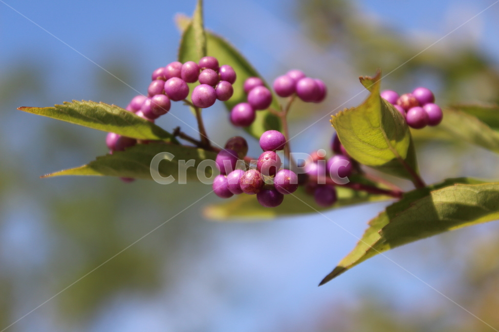 plant,식물,fruit,열매,나무,과일,열매,fruit
