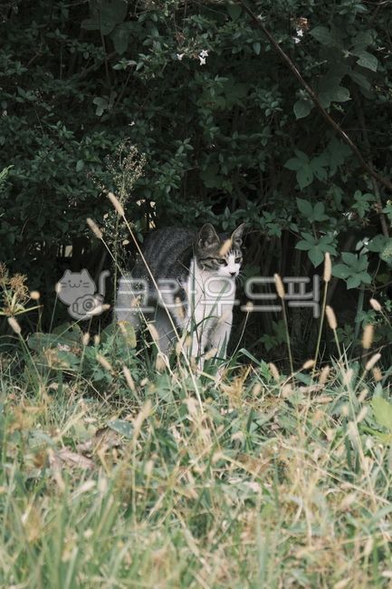 young,cute,kitty,beautiful,kitten,stray cat,mammal,cat,Agaengi,straycat,Kitten,pet,rest,attractive,nature,alleycat,Baby,morning,baby cat,Pets,sunlight,baby,animal,mammalia